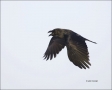 Jungle-Crow;Crow;Flight;Corvus-macrohynchos;Japan;Asian-Birds;Snow;flying-bird;o